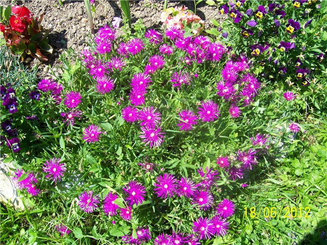 Delosperma cooperi